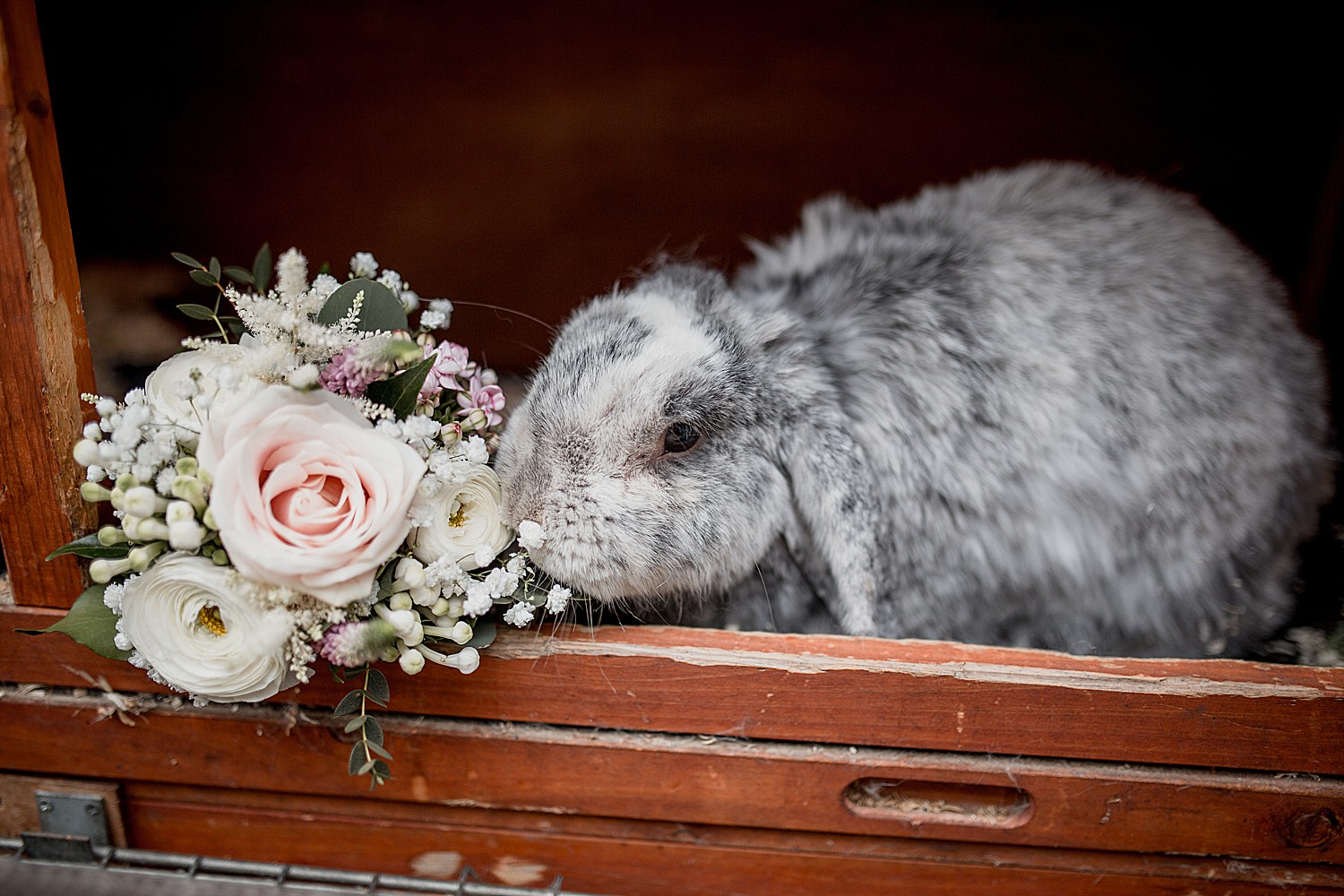 Rabbit nibbles a bridesmaids bouquet