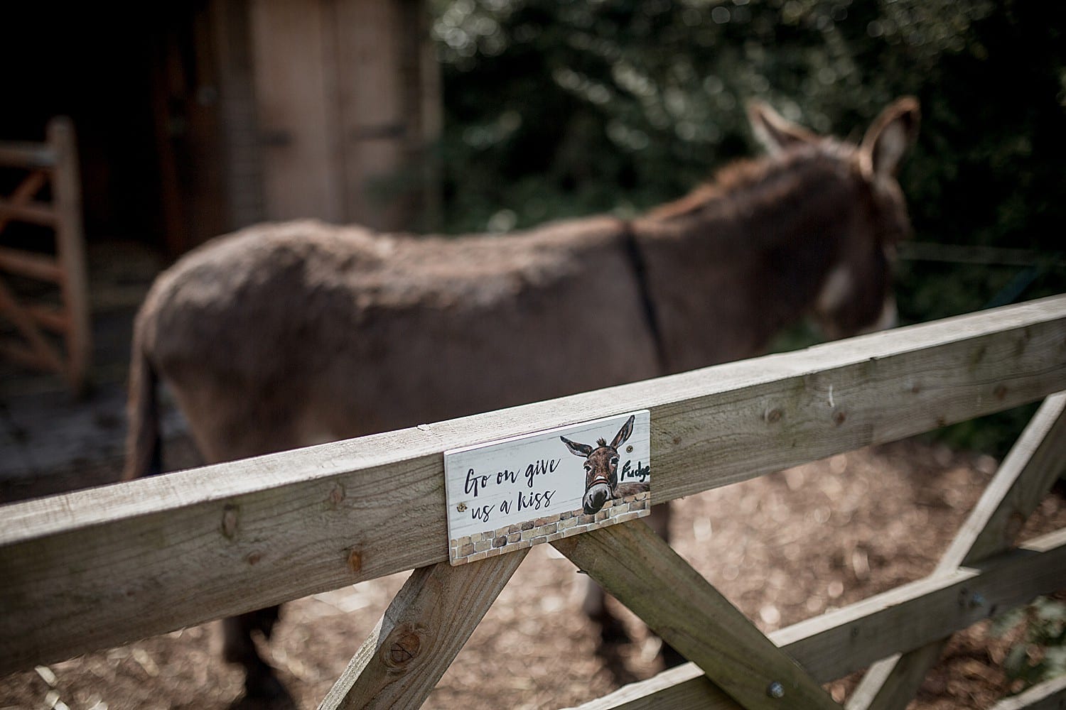 donkey at cheshire wedding